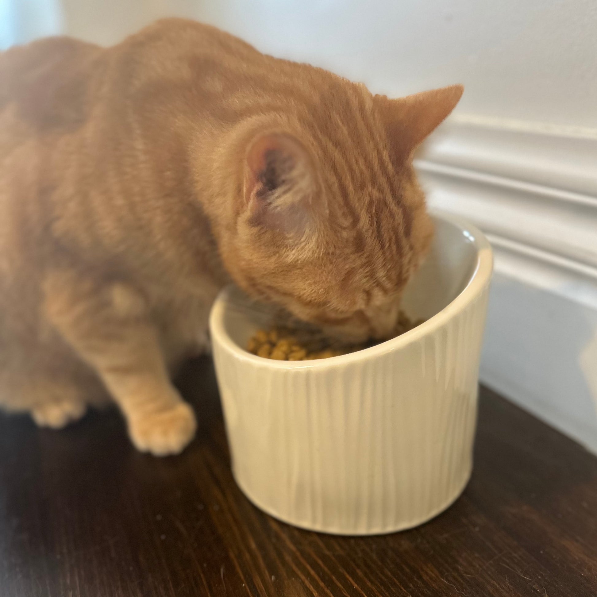 Ceramic Cat Bowls. Modern. Dishwasher Safe. Recyclable. Ergonomic Design. Different Colours. Cat Bowls. Elevated Design. Sustainable Cat Products Australia. Free Shipping until Jan 15th 2025!