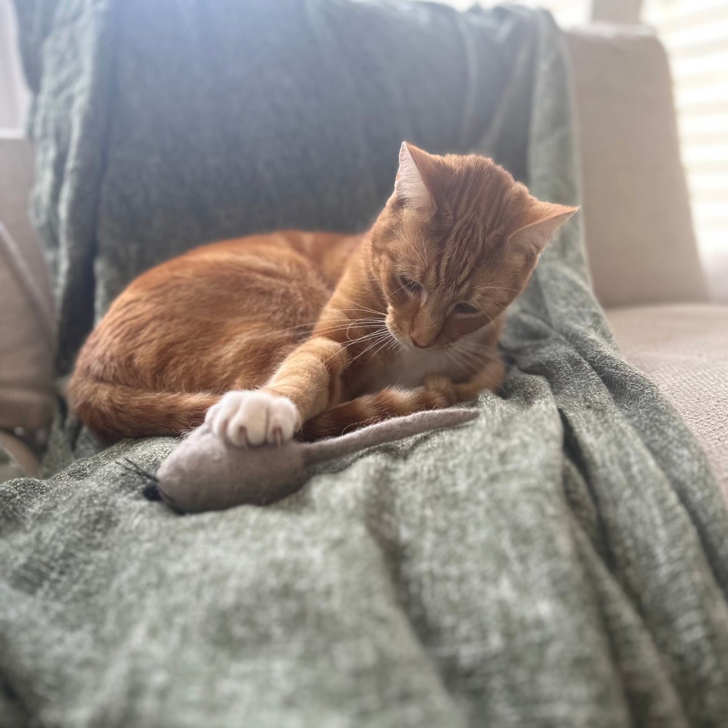 100% New Zealand Natural Wool. Non-Toxic. No Plastics. Recyclable. Compostable. Toy Mice. Sustainable Cat Products Australia. Eco-Friendly. Free Shipping until Jan 15th 2025!
