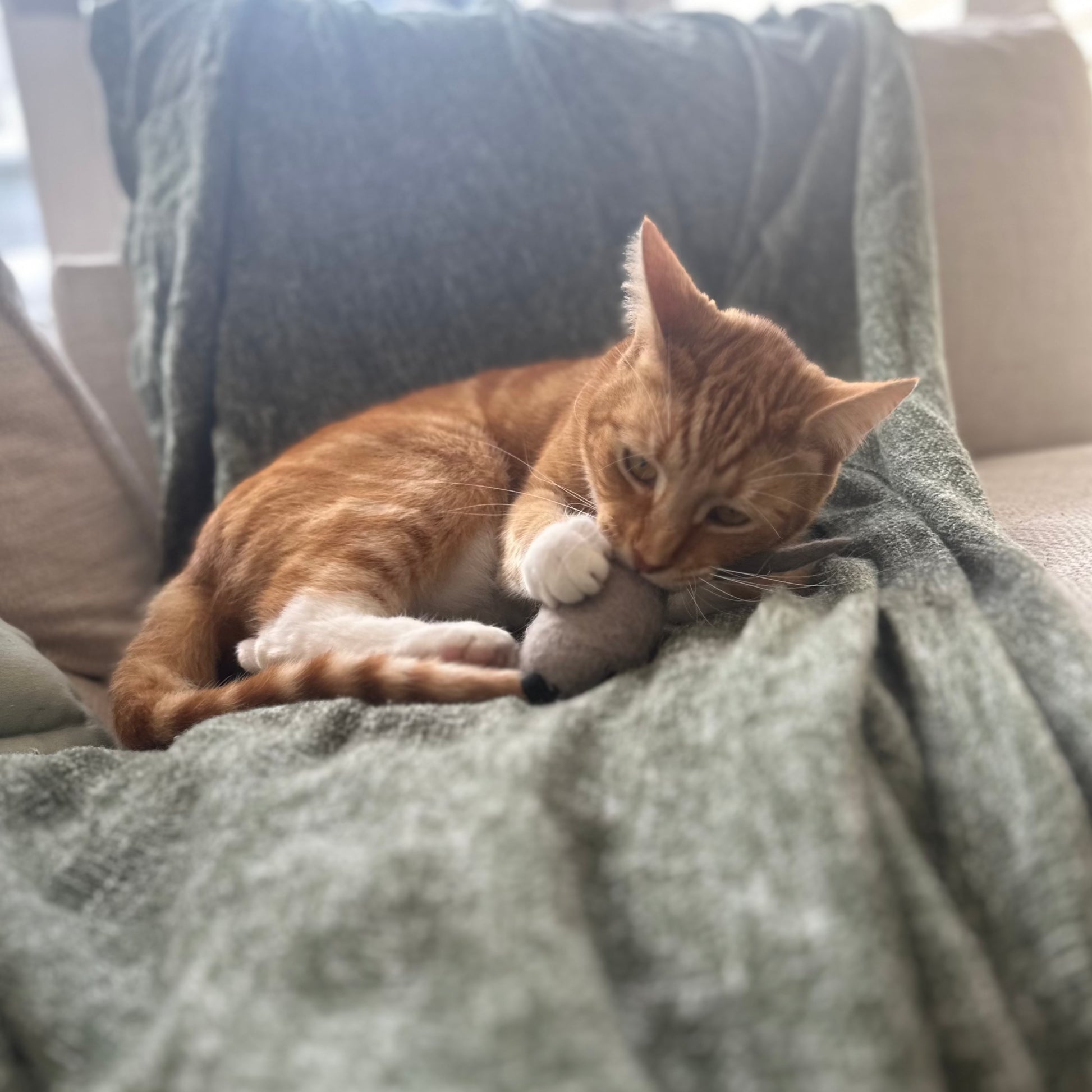 100% New Zealand Natural Wool. Non-Toxic. No Plastics. Recyclable. Compostable. Toy Mice. Sustainable Cat Products Australia. Eco-Friendly. Free Shipping until Jan 15th 2025!